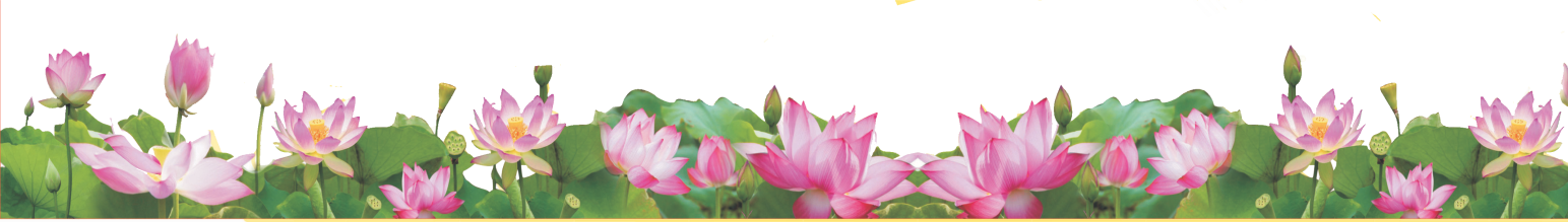 Lotus-Flower-PNG-Bottom-Border-Transparent